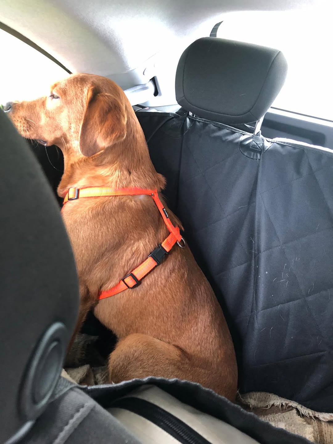 Teddy sitzt auf der Rückbank eines Autos und schaut aufmerksam aus dem Fenster.