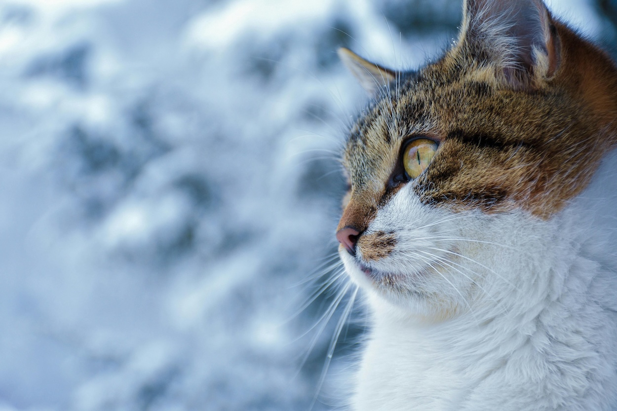 Nahaufnahme einer getigerten Katze mit gelben Augen vor unscharfem, winterlichem Hintergrund